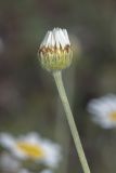 Anthemis