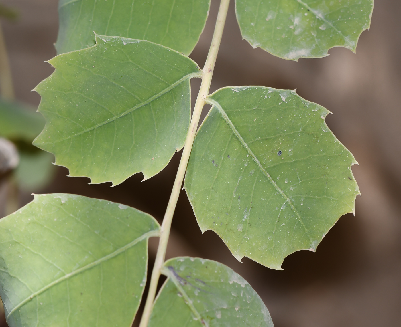 Изображение особи Sclerocarya birrea.