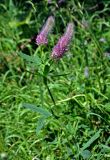 Trifolium rubens. Верхушка цветущего растения. Сербия, национальный парк Тара, плоскогорье Равна Тара, луг. 08.07.2019.