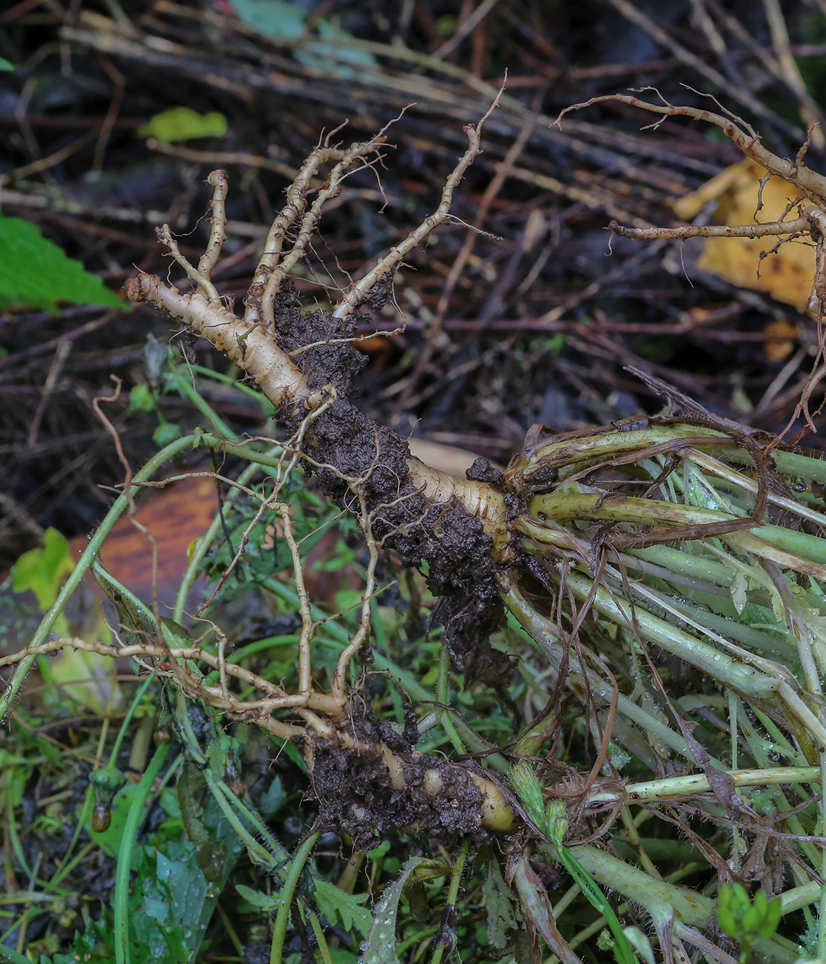 Image of genus Papaver specimen.