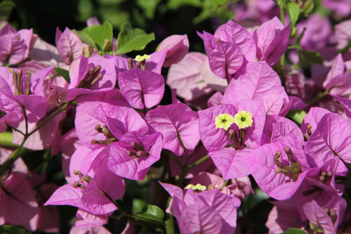 Image of genus Bougainvillea specimen.