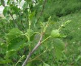 род Betula