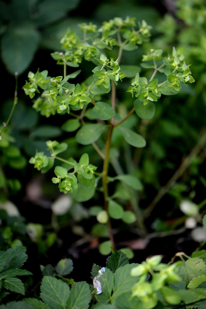 Изображение особи Euphorbia peplus.