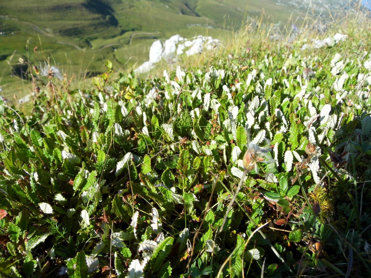 Image of Dryas caucasica specimen.