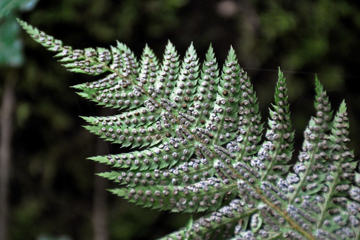 Image of Polystichum aculeatum specimen.