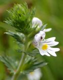 Euphrasia brevipila. Верхушка побега с цветком. Тверская обл., Кимрский р-н, окр. дер. Ларцево, лесная опушка рядом с грунтовой дорогой. 30.06.2019.