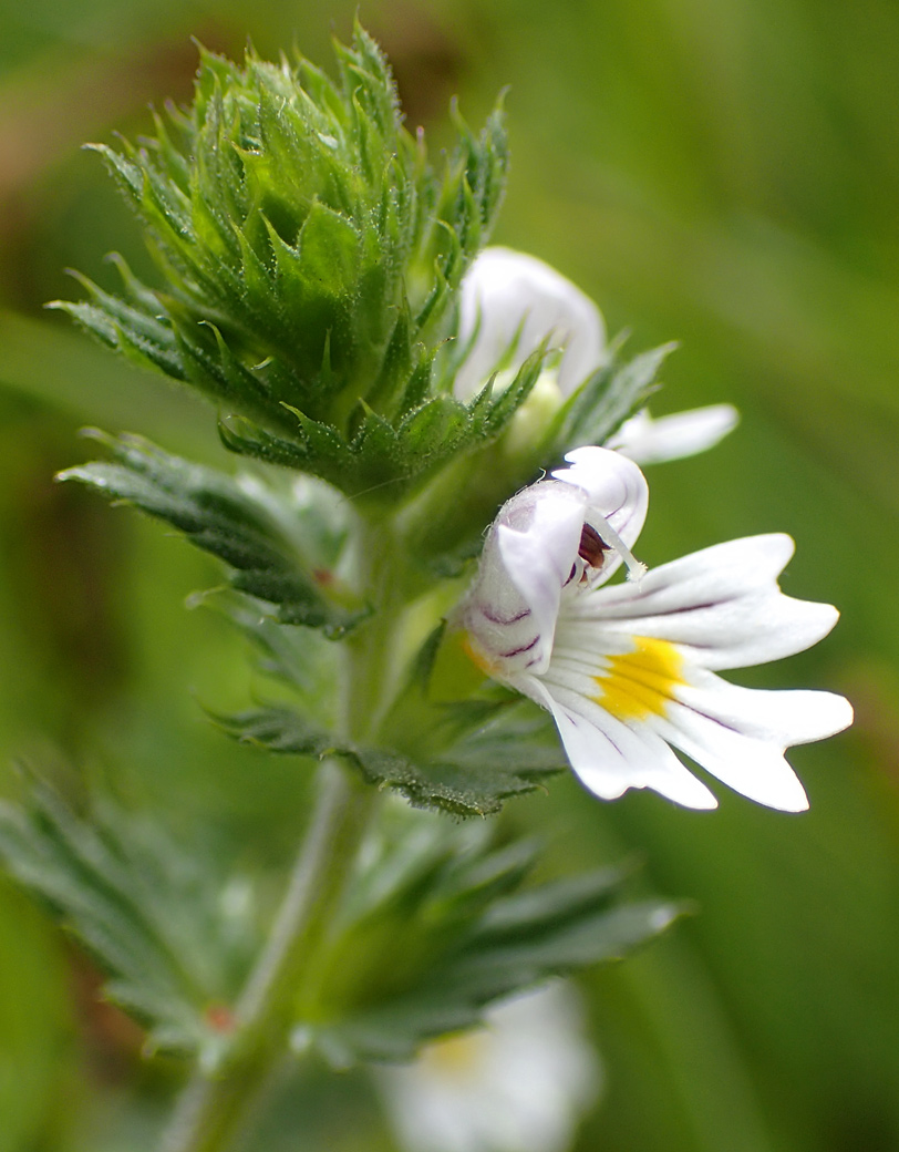 Изображение особи Euphrasia brevipila.