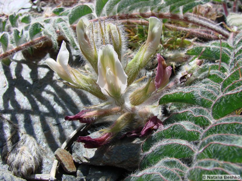 Image of Astragalus leptophysus specimen.