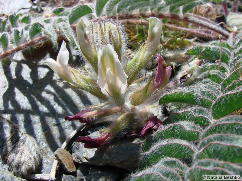 Изображение особи Astragalus leptophysus.