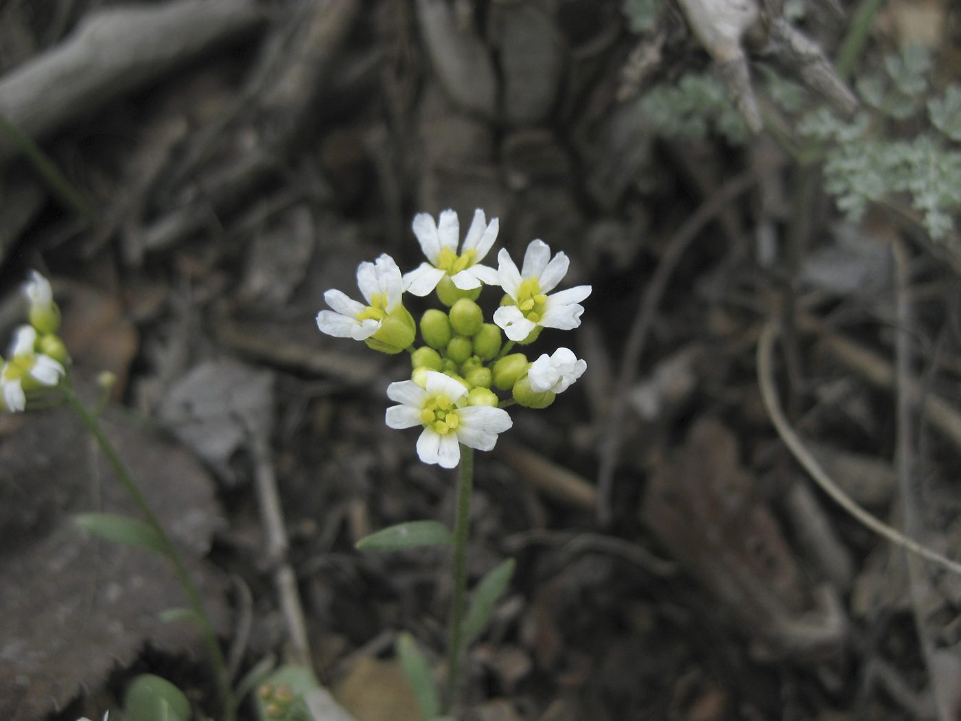 Image of Galitzkya spathulata specimen.