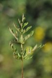 Aulacospermum tianschanicum