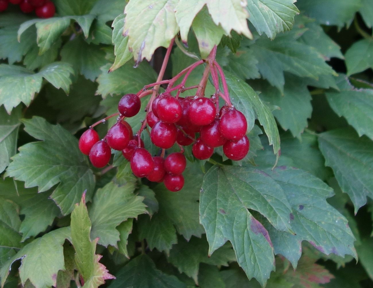 Image of Viburnum opulus specimen.