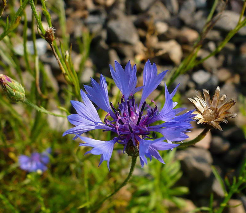 Image of Centaurea cyanus specimen.