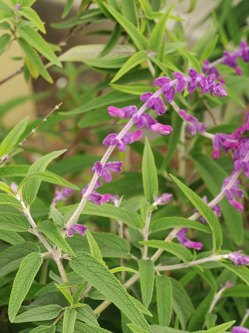 Image of Salvia leucantha specimen.