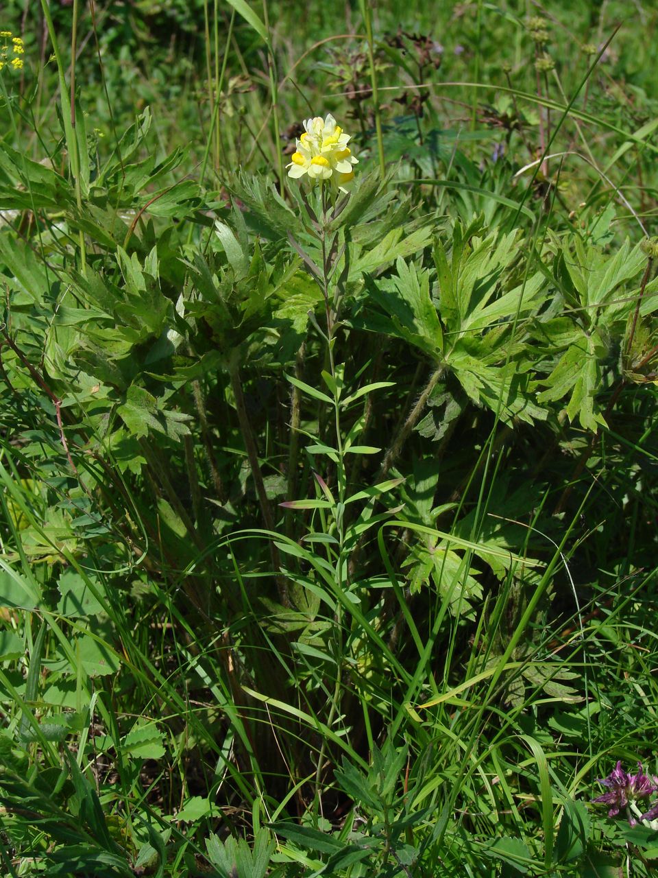 Изображение особи род Linaria.