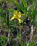 Iris bloudowii