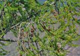 Larix sibirica