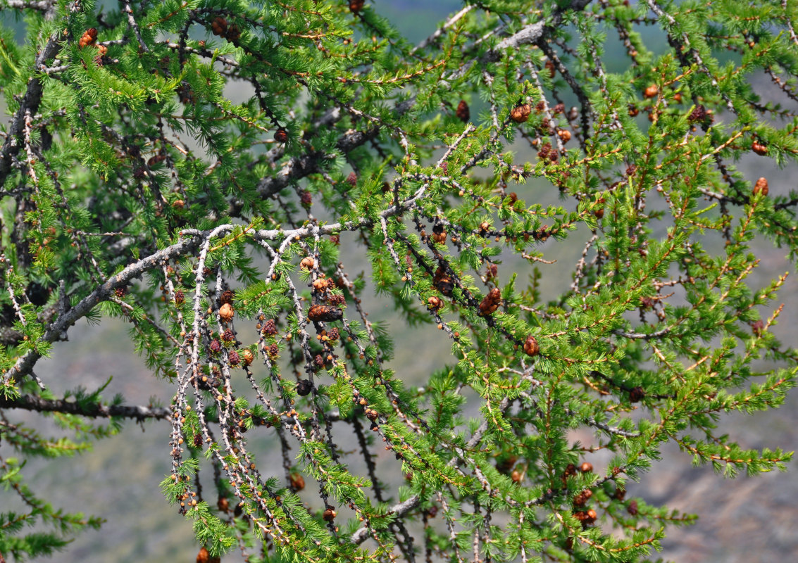 Изображение особи Larix sibirica.