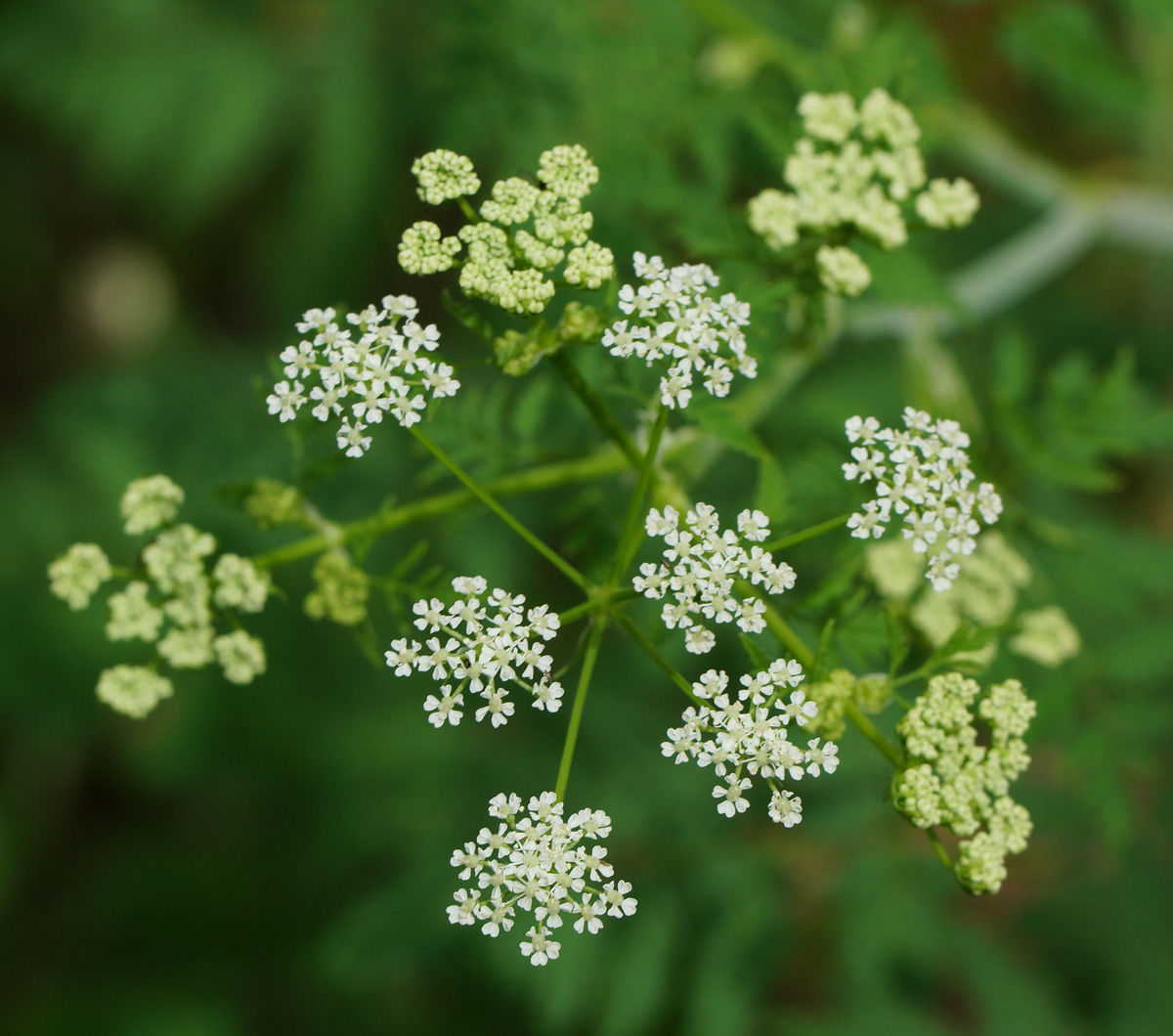 Изображение особи Conium maculatum.