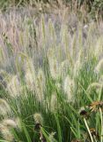 Pennisetum villosum