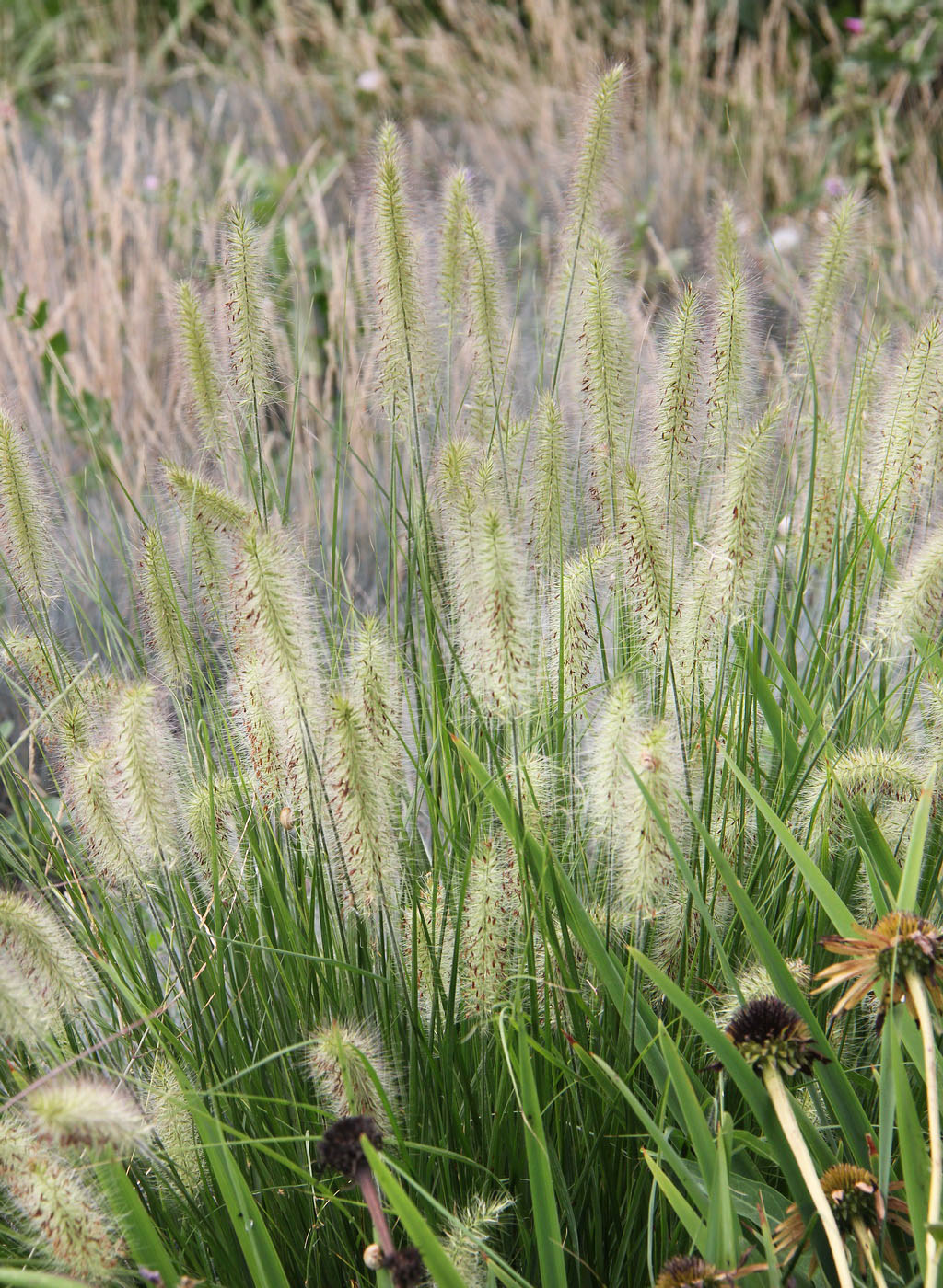 Изображение особи Pennisetum villosum.