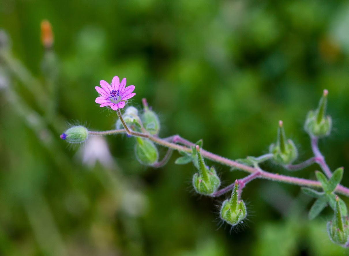 Image of Geranium molle specimen.