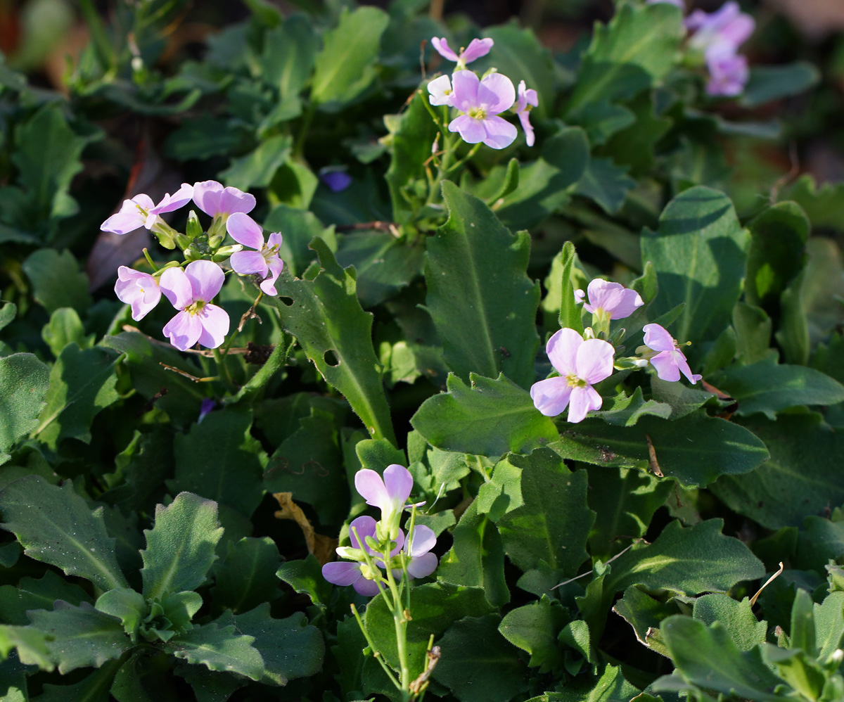 Изображение особи семейство Brassicaceae.