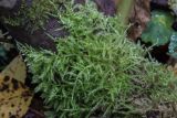 genus Brachythecium