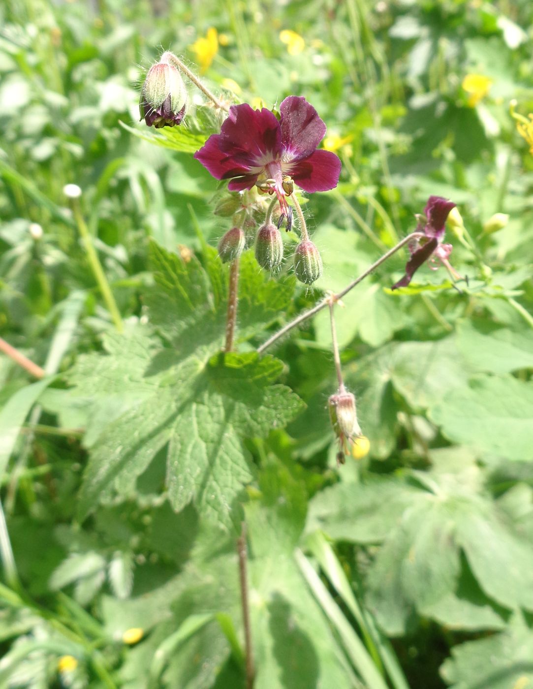 Image of Geranium phaeum specimen.