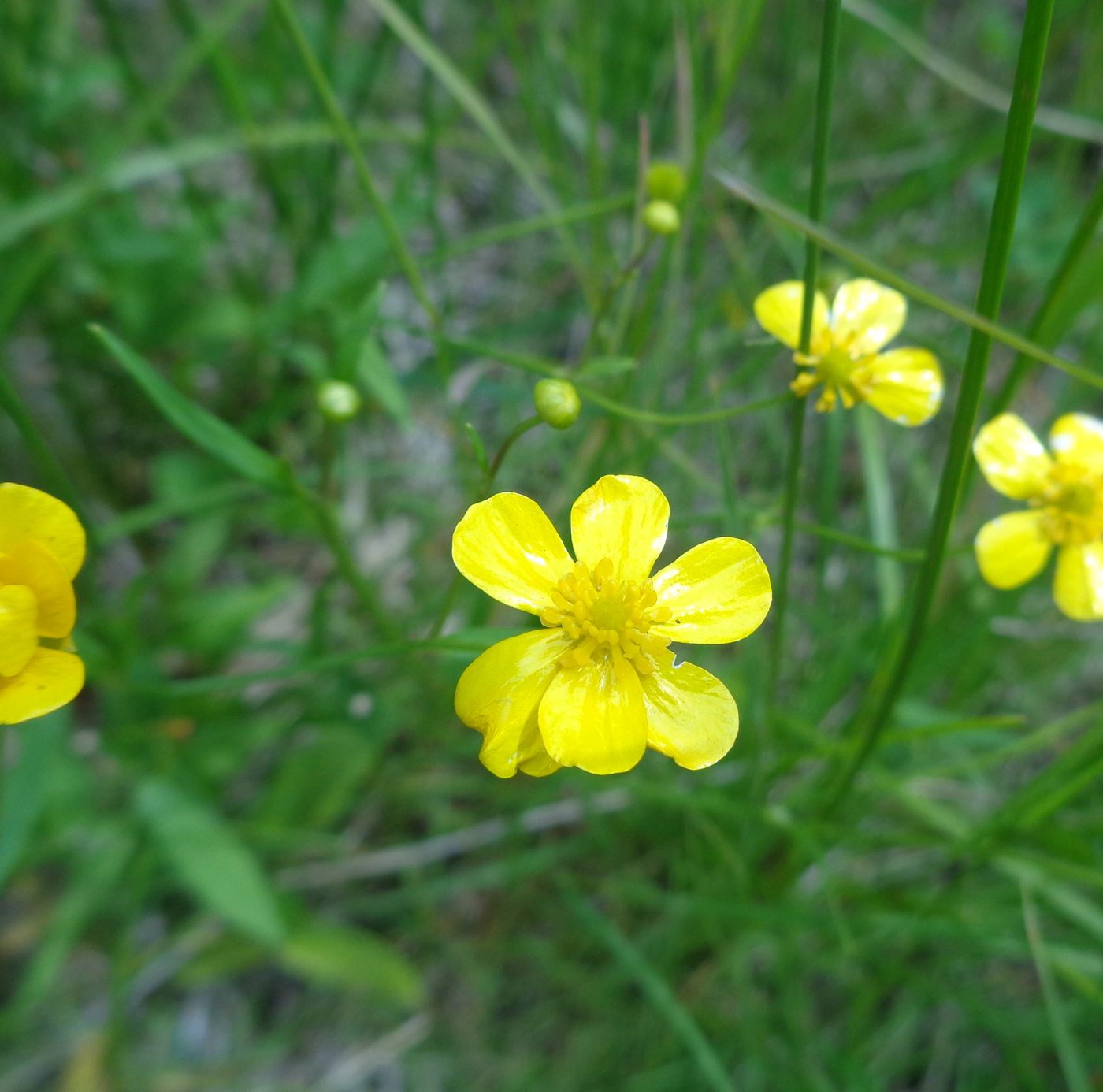 Image of Ranunculus flammula specimen.