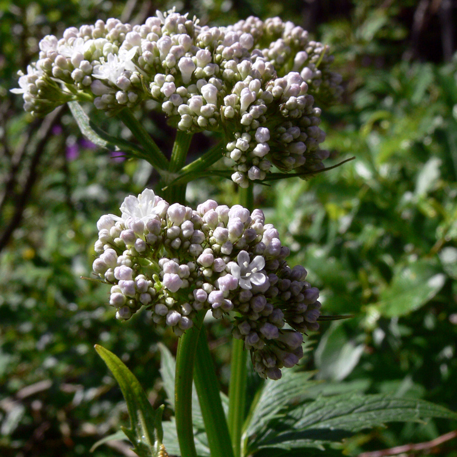 Image of Valeriana wolgensis specimen.