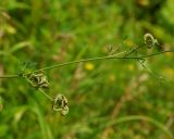 Medicago falcata