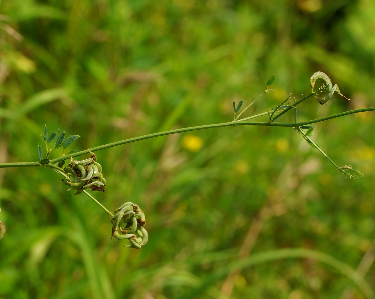 Изображение особи Medicago falcata.