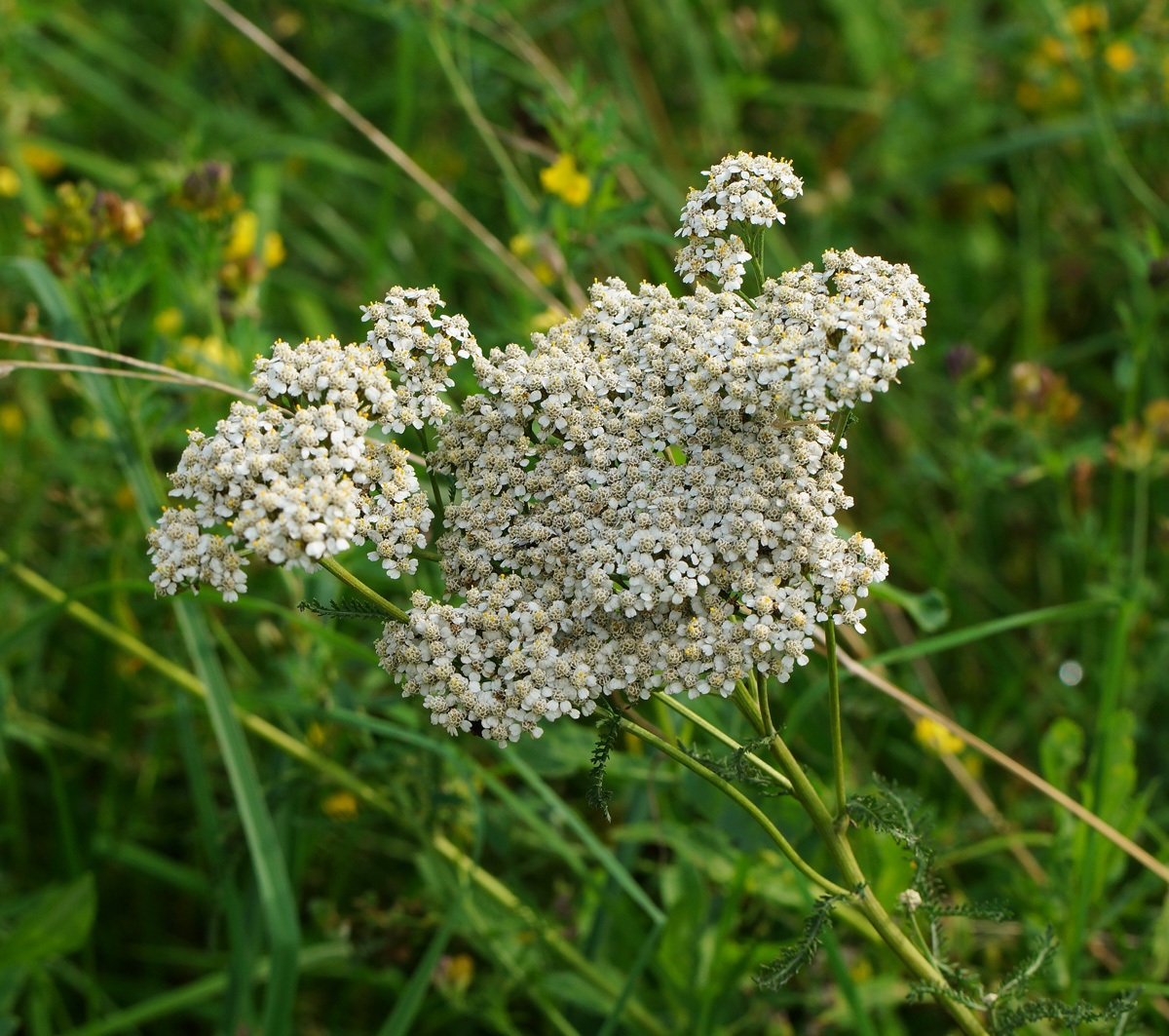 Изображение особи Achillea millefolium.