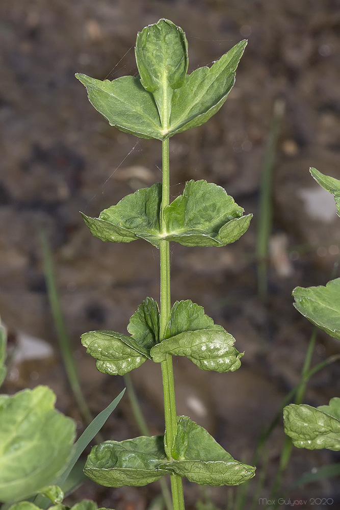 Image of Berula erecta specimen.