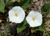 Convolvulus arvensis. Цветки и часть листа. Ростовская обл., г. Каменск-Шахтинский, пустырь западнее вокзала. 13.05.2013.