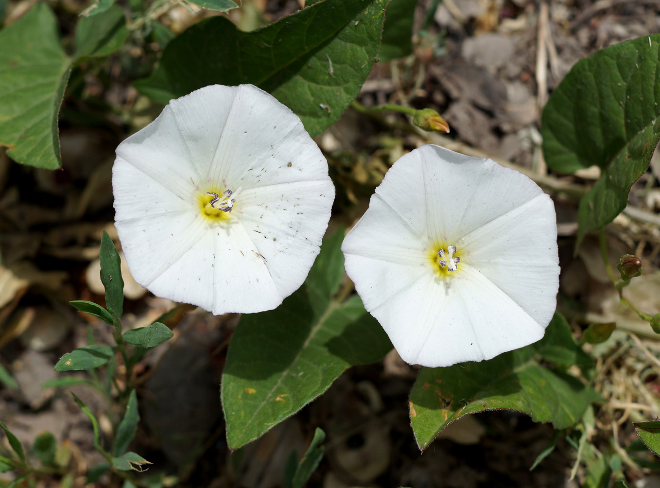 Изображение особи Convolvulus arvensis.