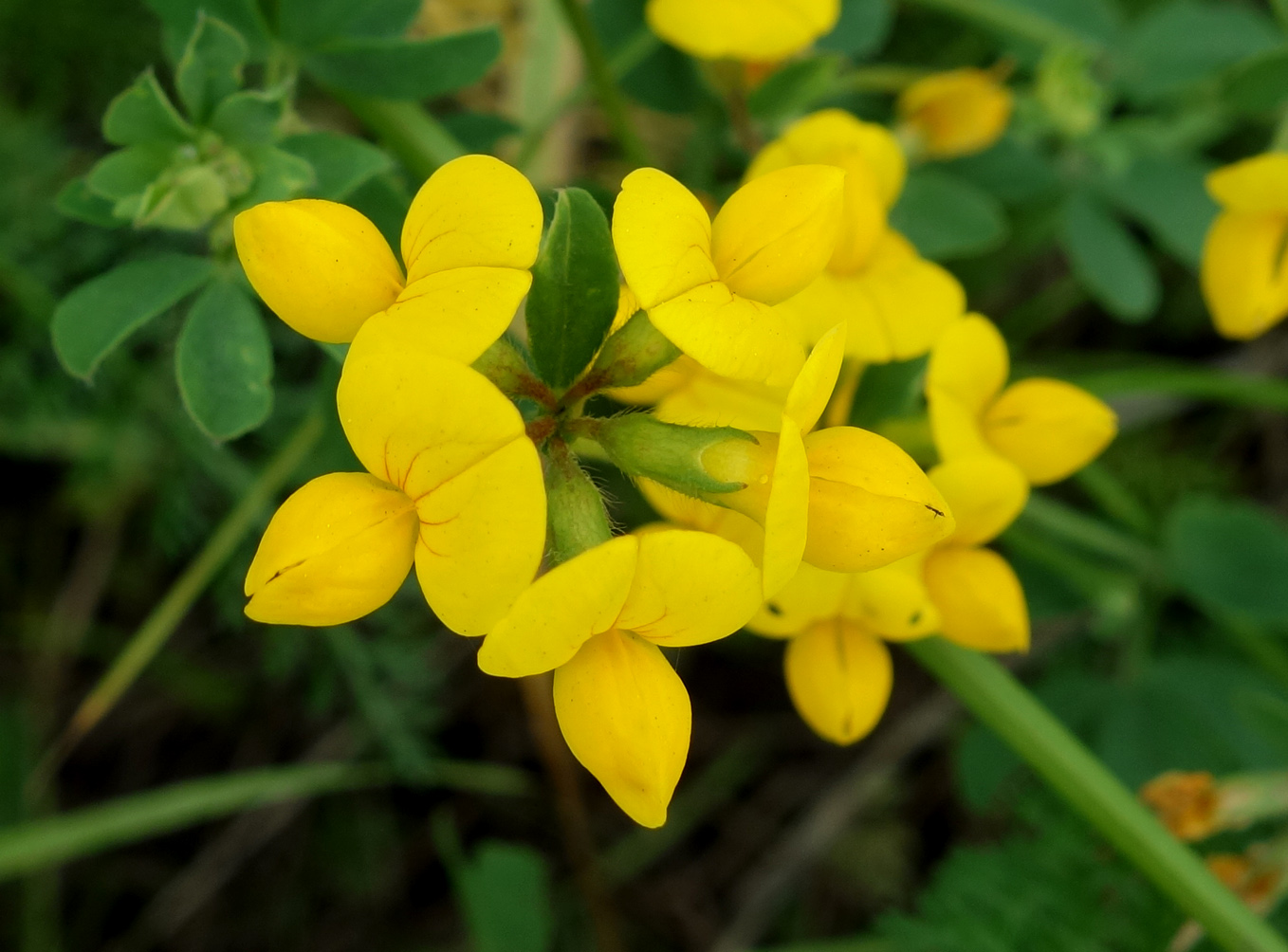 Image of genus Lotus specimen.