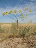 Ferula tschuiliensis