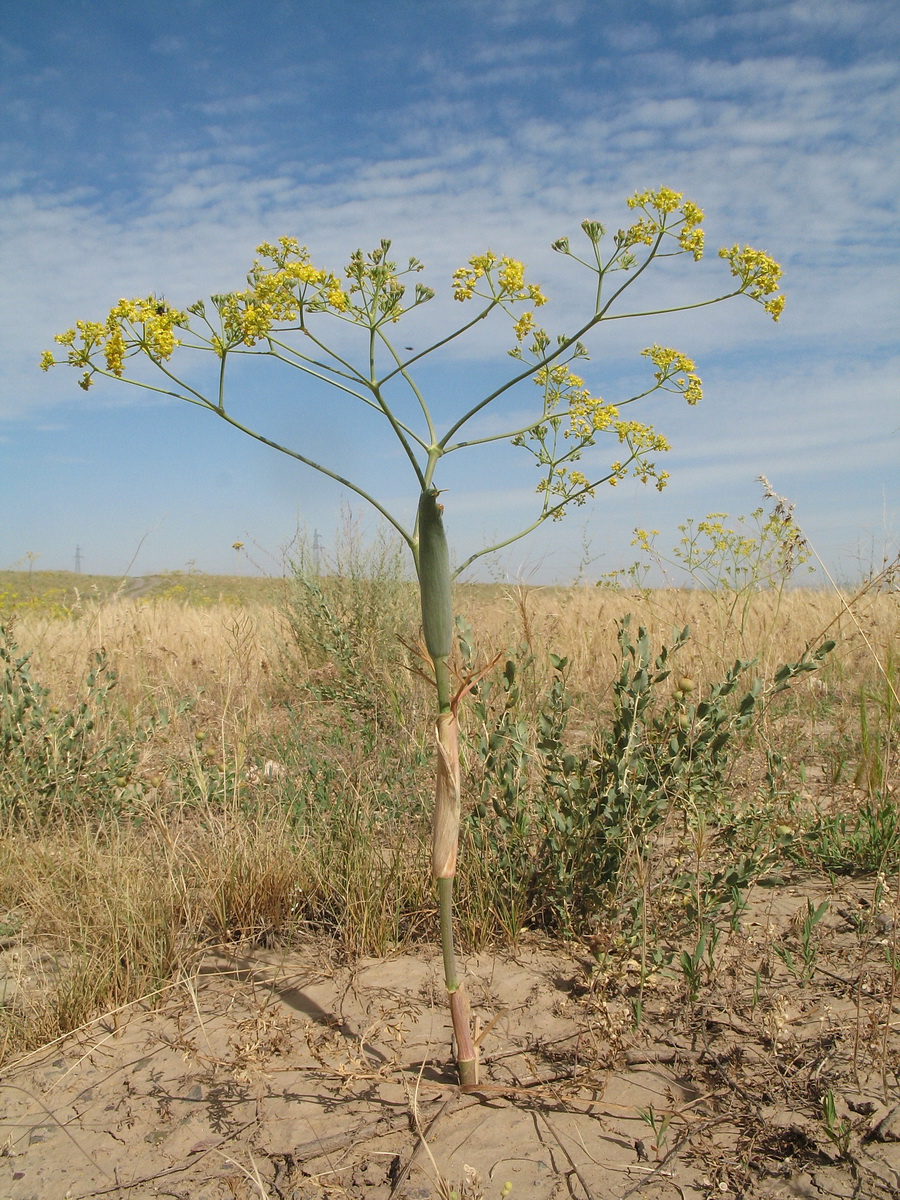 Изображение особи Ferula tschuiliensis.