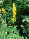 Ligularia fischeri