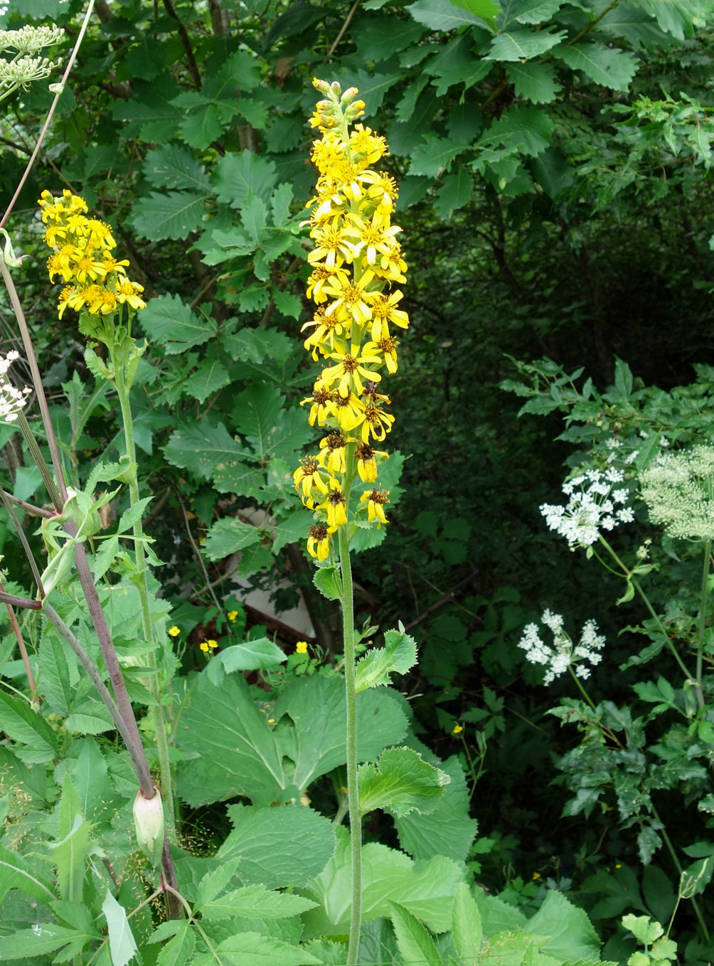 Изображение особи Ligularia fischeri.