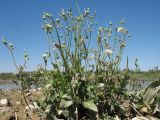 Sonchus oleraceus. Плодоносящее растение в сообществе с Xanthium sp., Barbarea vulgaris, Plantago major и Veronica oxycarpa. Казахстан, вост. окраина г. Тараз, пойма р. Талас, заиленный берег острова. 18 июня 2020 г.