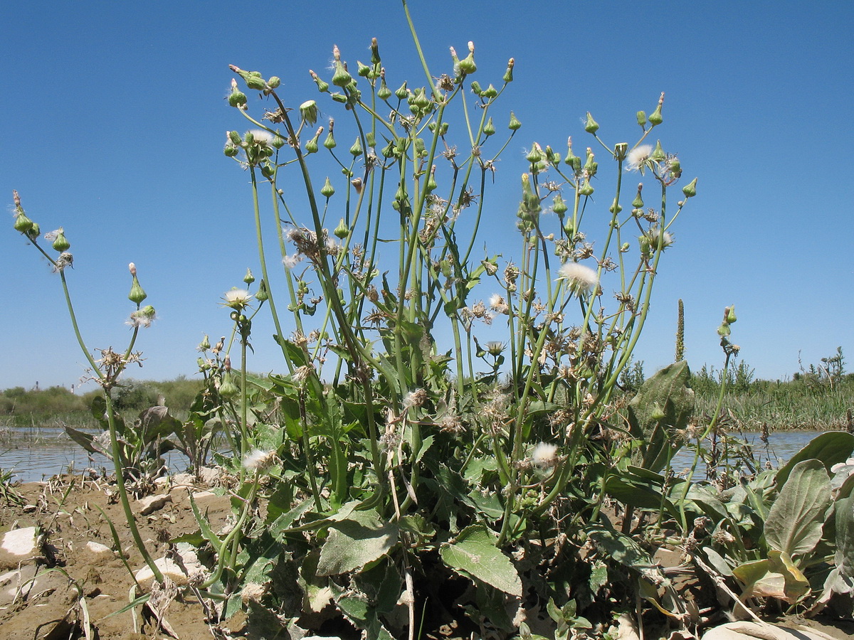 Изображение особи Sonchus oleraceus.