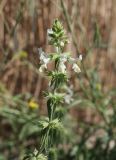 Stachys annua. Верхушка цветущего растения. Крым, Бахчисарайский р-н, окр. с. Холмовка, обочина грунтовой дороги вдоль поля. 28.06.2020.