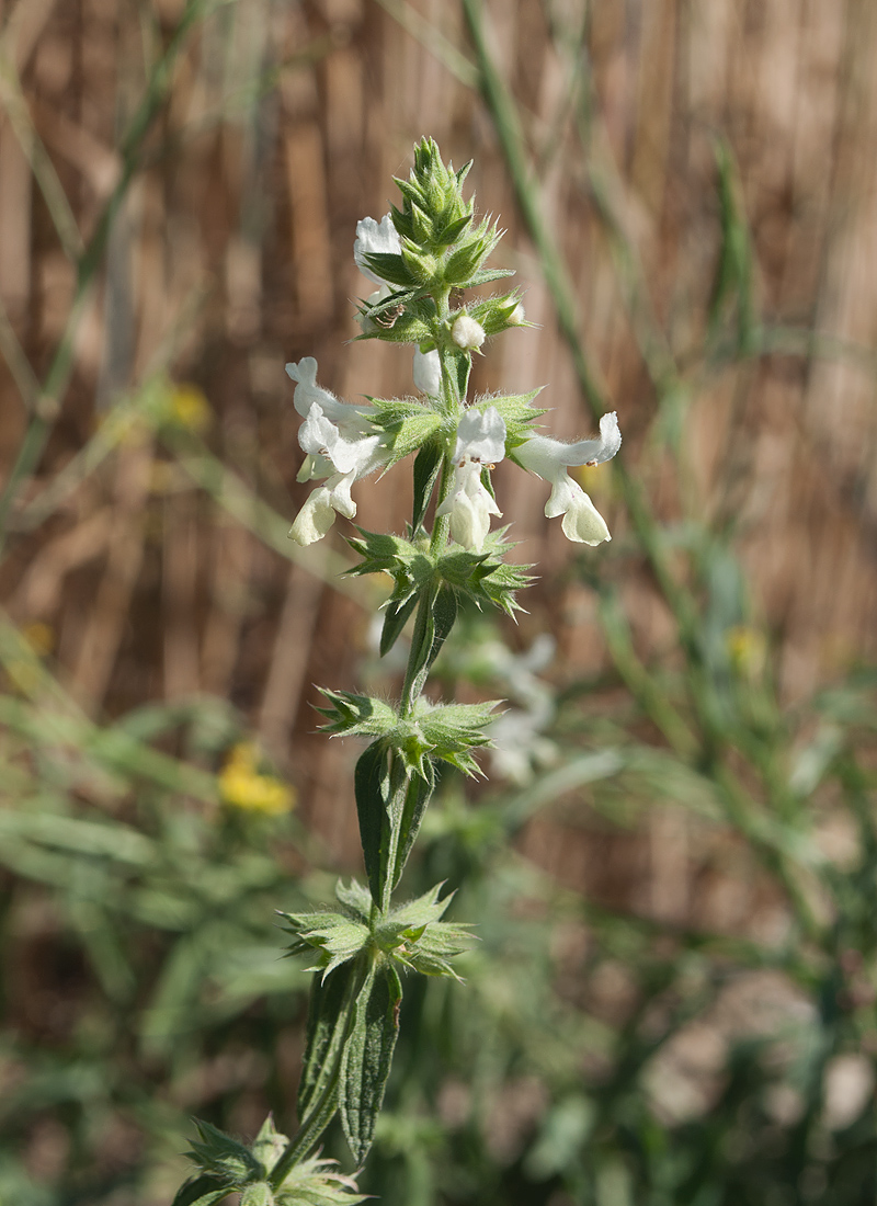 Image of Stachys annua specimen.