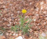 Nolletia tenuifolia. Цветущее растение. Намибия, регион Khoma, ок. 40 км западнее г. Виндхук, \"Eagle Rock Guest Farm\"; плато Khomas, ок. 1900 м н. у. м., саванновое редколесье. 24.02.2020.