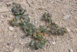 genus Zygophyllum