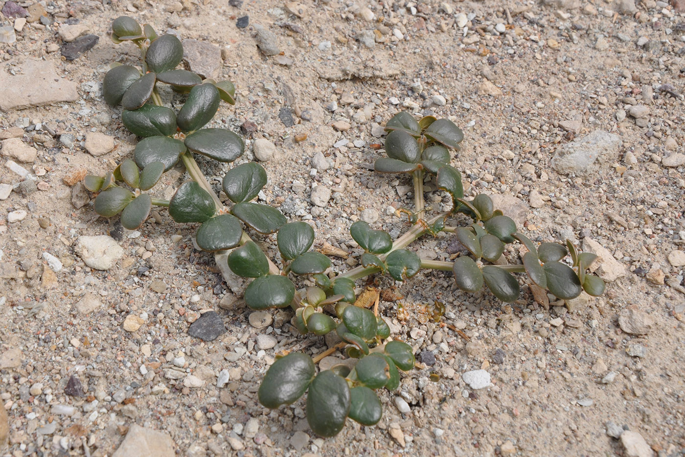 Image of genus Zygophyllum specimen.