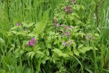 Lathyrus vernus